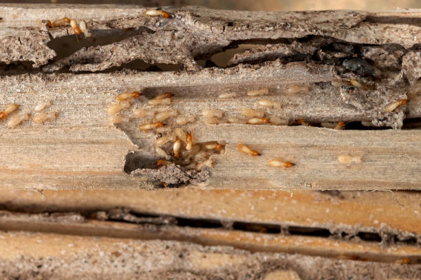 Best Residential Pest Control  in Sallisaw, OK