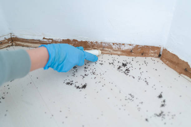 Reliable Sallisaw, OK Pest Control Solutions