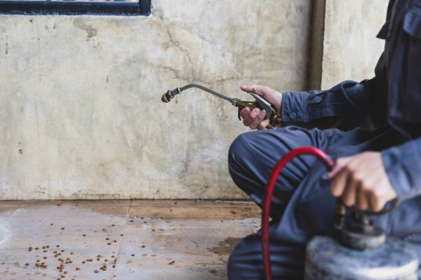 Best Flea Control Services  in Sallisaw, OK